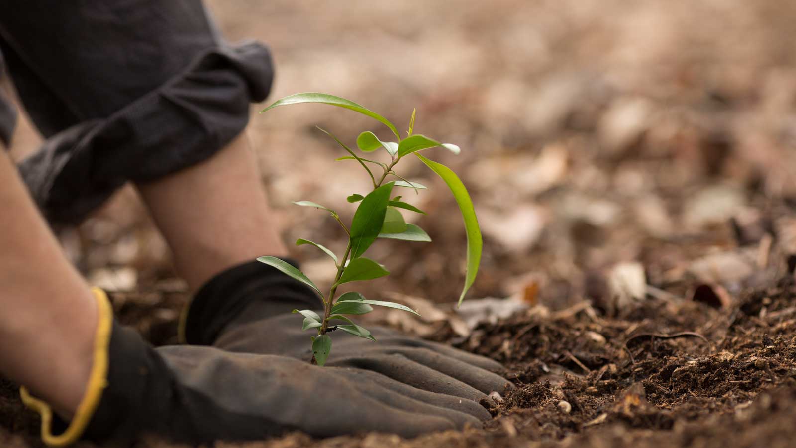 Plant/Tree/Shrubs & Mulching